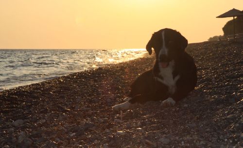 Dog on beach against clear sky during sunset