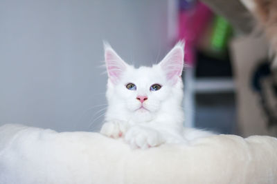 Cute maine coon white small kitty sitting on a white background