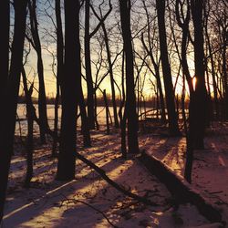 Sun shining through trees