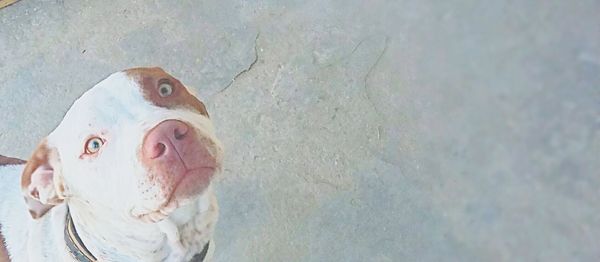 Close-up portrait of dog in water