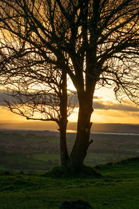 Silhouette bare tree on field against sky during sunset