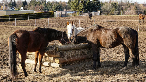 Horses on field