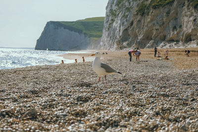 Seagulls on beach