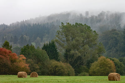 View of trees on field during foggy weather