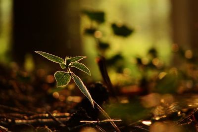 Close-up of plant