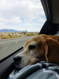 Close-up of dog looking through car window