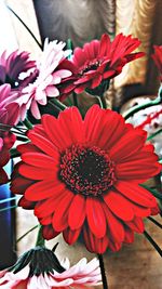 Close-up of red flowers