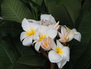 Close-up of frangipani blooming outdoors