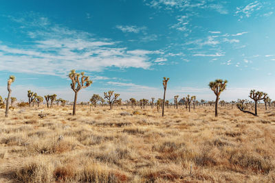 Trees on land against sky