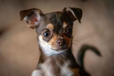 Cute little brown chihuahua dog looking at the front viewer quietly pensative