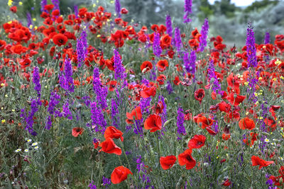 Close-up of purple flowering plants on field