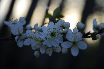 Spring flowers of the outgoing day.