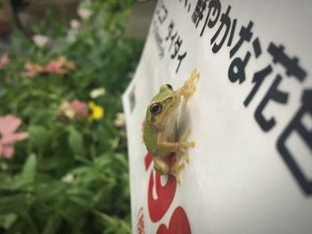 Close-up of lizard