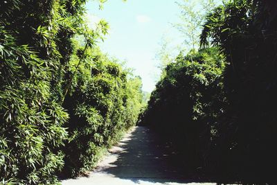 Walkway amidst trees