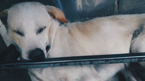 Close-up of dog relaxing