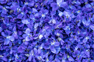 Full frame shot of purple flowering plants