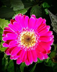 Macro shot of pink daisy flower