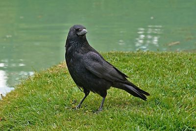 Black bird on a field