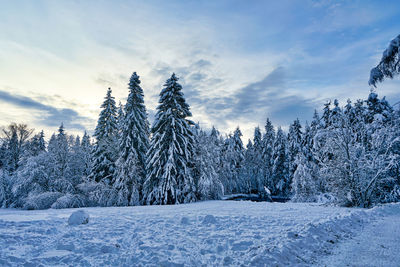 Snow covered trees against sky