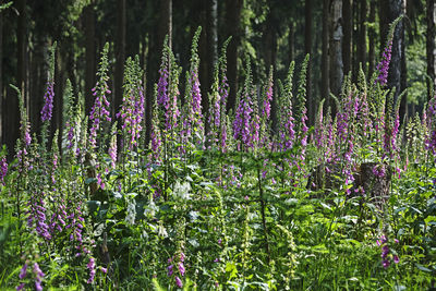 Purple flowering plants on field