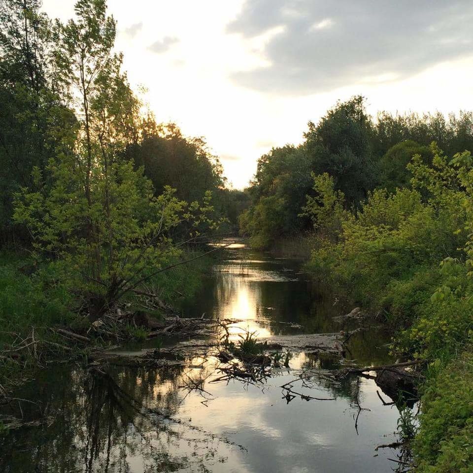 SCENIC VIEW OF RIVER AMIDST TREES IN FOREST