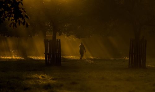 Silhouette bird on field against trees