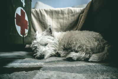 Close-up of dog lying down