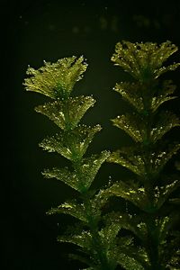 Trees growing in the dark