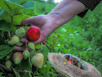 Cropped image of hand holding fruits on field