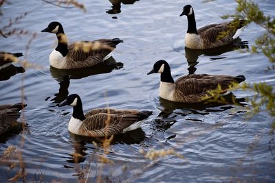 Ducks in a lake