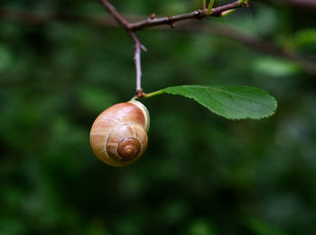 Close-up of snail on leaf