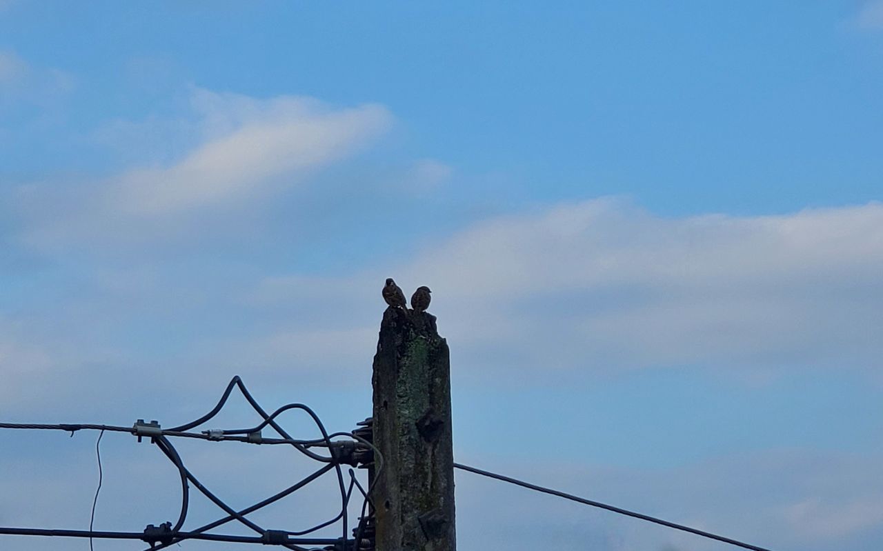 LOW ANGLE VIEW OF BIRDS PERCHING ON WOODEN POST