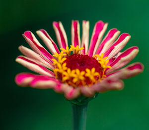 Close-up of pink flower