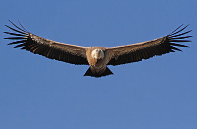 Low angle view of eagle flying against clear blue sky