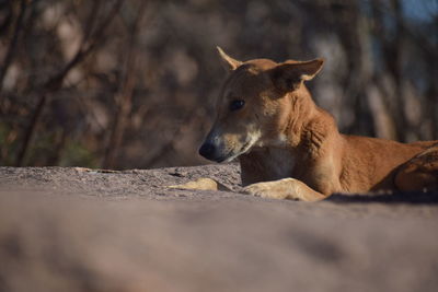 Close-up of a dog looking away