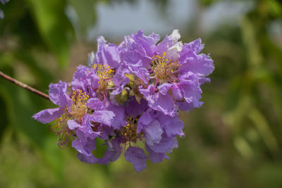 Close-up of purple flowering plant