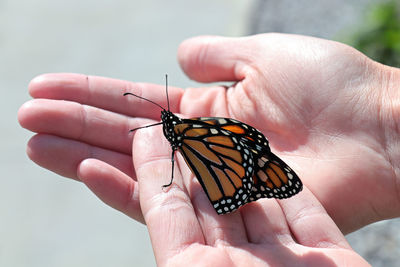 Close-up of hand holding butterfly