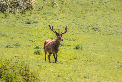 Deer in a field