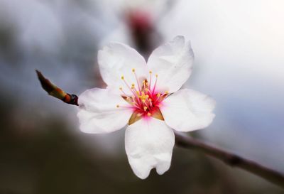 Close-up of white cherry blossom