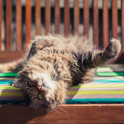 Close-up of maine coon cat lying on bench