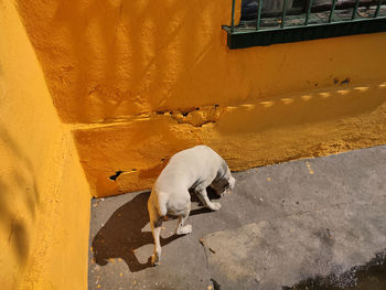 View of a horse on wall