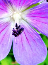 Close-up of purple pink flower