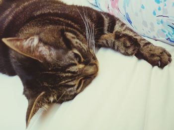 Close-up of cat relaxing on bed at home