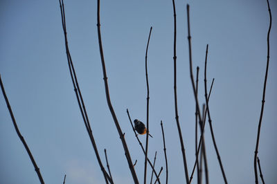 Low angle view of bird perching on tree against sky