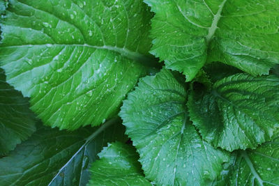 Full frame shot of wet leaves