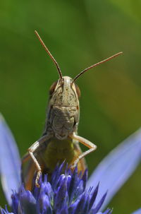 Close-up of insect on purple flower