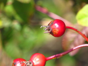 Close-up of red cherries