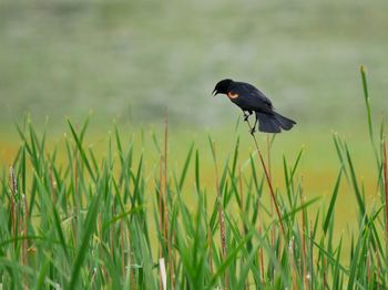 Bird on field