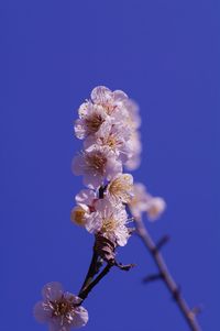 Close-up of flowers against blue sky