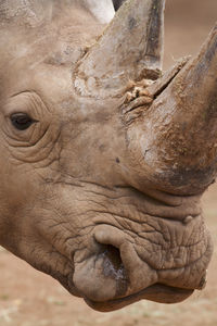Close-up of elephant statue